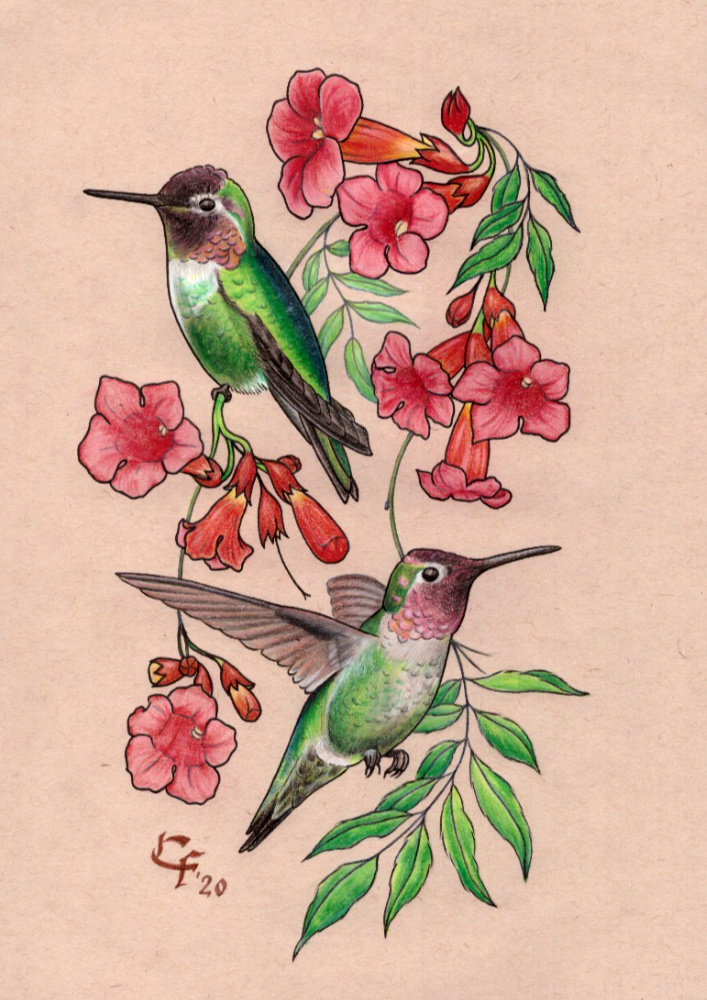 Bunte Illustration von zwei Kolibris, vor einem Zweig mit roten Kelchblumen.