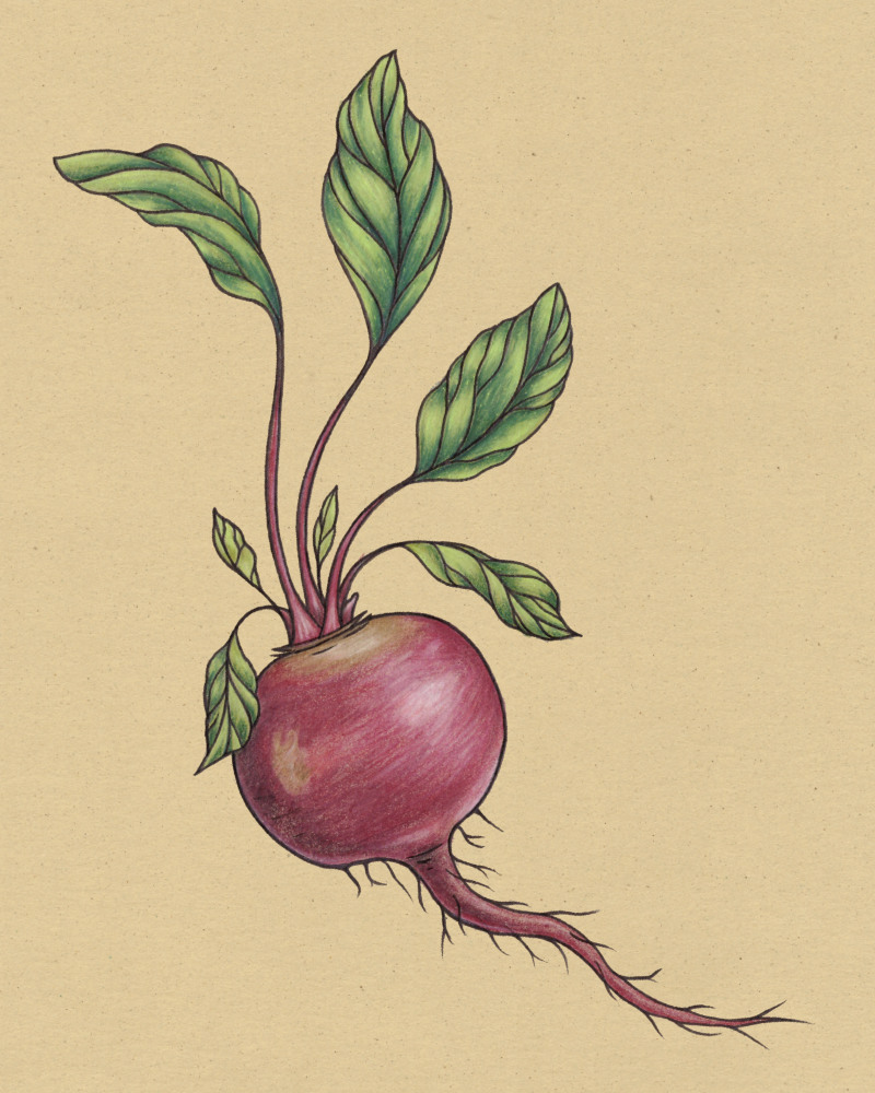 Buntstift Zeichnung einer Rote Bete auf Umweltpapier.