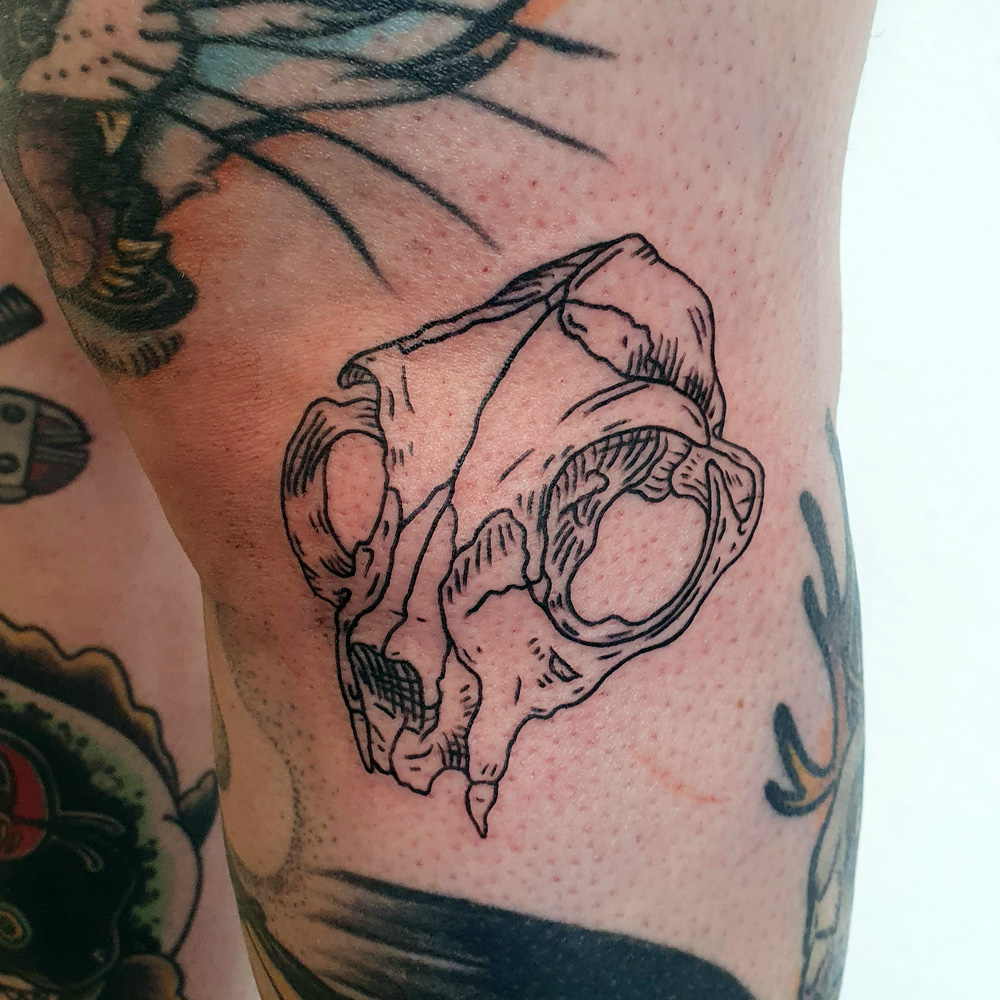 Cat skull tattoo in lineworktattoo, etchingtattoo, engraverstattoo or woodcuttattoo style, anatomical tattooing